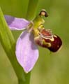 bee orchid