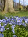 anemones